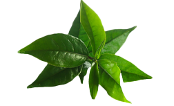 L-teanin