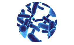 Bifidobacterium bifidum