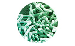 Bifidobacterium longum