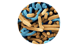 Lactobacillus acidophilus