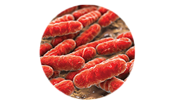 Lactobacillus rhamnosus