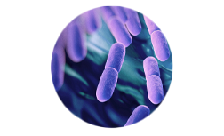 Lactobacillus reuteri