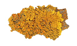Holekalciferol (Vitamin D3) 
