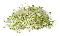 Brokolijevi kalčki